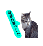 猫もんじろう（個別スタンプ：23）