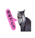 猫もんじろう（個別スタンプ：24）