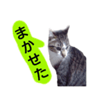 猫もんじろう（個別スタンプ：25）