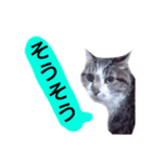 猫もんじろう（個別スタンプ：26）