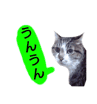 猫もんじろう（個別スタンプ：27）
