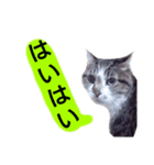 猫もんじろう（個別スタンプ：28）