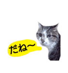 猫もんじろう（個別スタンプ：29）