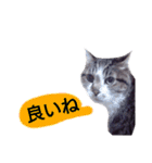 猫もんじろう（個別スタンプ：30）