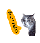猫もんじろう（個別スタンプ：31）