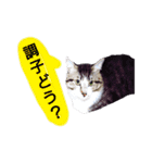 猫もんじろう（個別スタンプ：32）