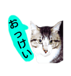 猫もんじろう（個別スタンプ：33）