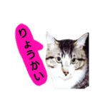 猫もんじろう（個別スタンプ：34）