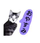 猫もんじろう（個別スタンプ：35）