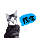 猫もんじろう（個別スタンプ：36）