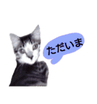 猫もんじろう（個別スタンプ：37）
