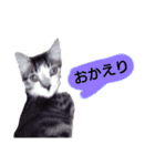 猫もんじろう（個別スタンプ：38）