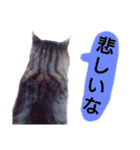 猫もんじろう（個別スタンプ：39）