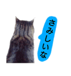猫もんじろう（個別スタンプ：40）