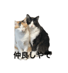 こうの猫たち。（個別スタンプ：8）