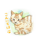 2匹のとらねこ（個別スタンプ：8）