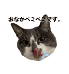 さかがわニャンコ（個別スタンプ：19）