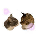 さかがわニャンコ（個別スタンプ：24）