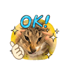 キジトラlalastamp！！！！（個別スタンプ：1）