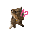 キジトラlalastamp！！！！（個別スタンプ：5）
