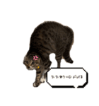 キジトラlalastamp！！！！（個別スタンプ：7）