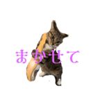 キジトラlalastamp！！！！（個別スタンプ：8）