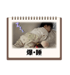 しきぽよ③（個別スタンプ：7）