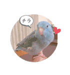 マメルリハ達17（個別スタンプ：3）