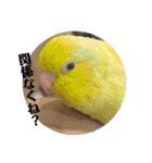 マメルリハ達17（個別スタンプ：5）