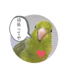 マメルリハ達17（個別スタンプ：6）