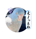 マメルリハ達17（個別スタンプ：11）