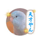 マメルリハ達17（個別スタンプ：12）