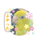 マメルリハ達17（個別スタンプ：13）