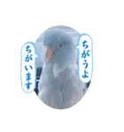 マメルリハ達17（個別スタンプ：16）