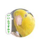 マメルリハ達17（個別スタンプ：17）