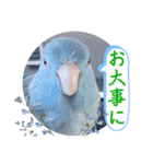 マメルリハ達17（個別スタンプ：19）