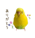 セキセイインコ（黄色ハルクイン）日常会話（個別スタンプ：1）