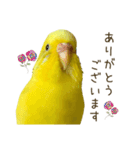 セキセイインコ（黄色ハルクイン）日常会話（個別スタンプ：2）