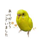 セキセイインコ（黄色ハルクイン）日常会話（個別スタンプ：3）