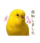 セキセイインコ（黄色ハルクイン）日常会話（個別スタンプ：6）