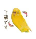 セキセイインコ（黄色ハルクイン）日常会話（個別スタンプ：7）