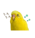 セキセイインコ（黄色ハルクイン）日常会話（個別スタンプ：9）