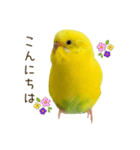 セキセイインコ（黄色ハルクイン）日常会話（個別スタンプ：14）