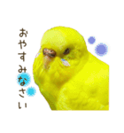 セキセイインコ（黄色ハルクイン）日常会話（個別スタンプ：16）