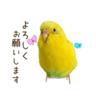 セキセイインコ（黄色ハルクイン）日常会話（個別スタンプ：17）