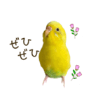 セキセイインコ（黄色ハルクイン）日常会話（個別スタンプ：18）