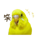 セキセイインコ（黄色ハルクイン）日常会話（個別スタンプ：20）