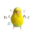 セキセイインコ（黄色ハルクイン）日常会話（個別スタンプ：21）