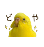 セキセイインコ（黄色ハルクイン）日常会話（個別スタンプ：29）