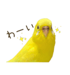 セキセイインコ（黄色ハルクイン）日常会話（個別スタンプ：30）